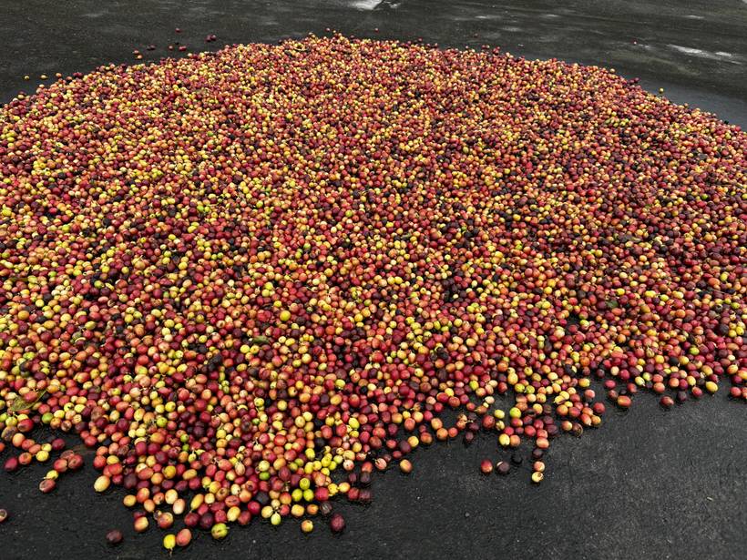 Ripe red and yellow coffee cherries, freshly picked