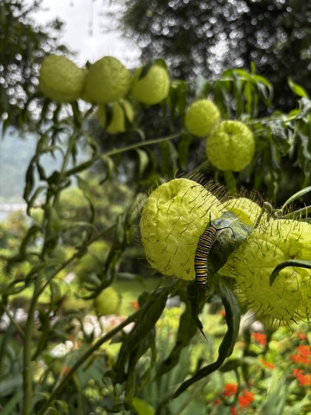 Bruco di farfalla monarca sui frutti di una pianta di asclepiade