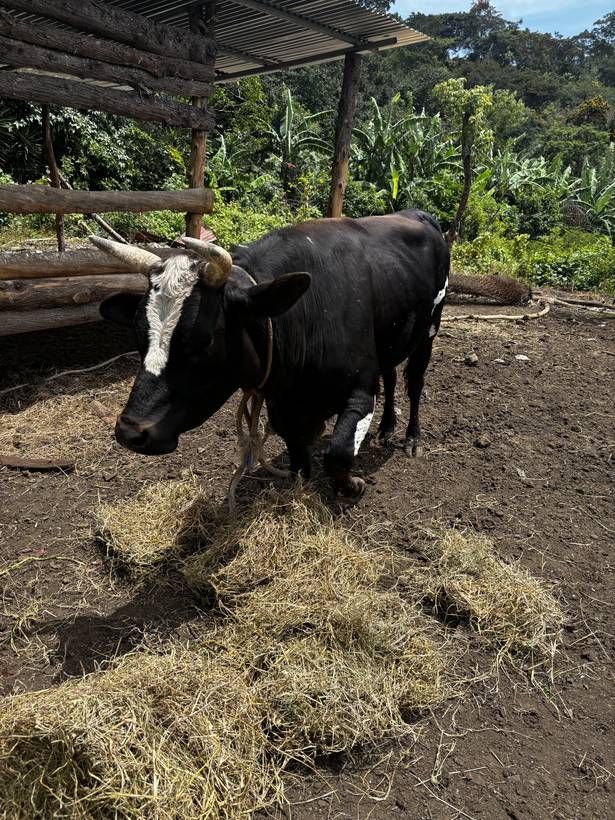 Pancho, il toro salvato, mentre mangia il fieno