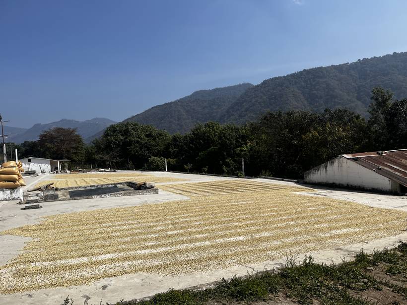 Coffee drying in the sun on the patios