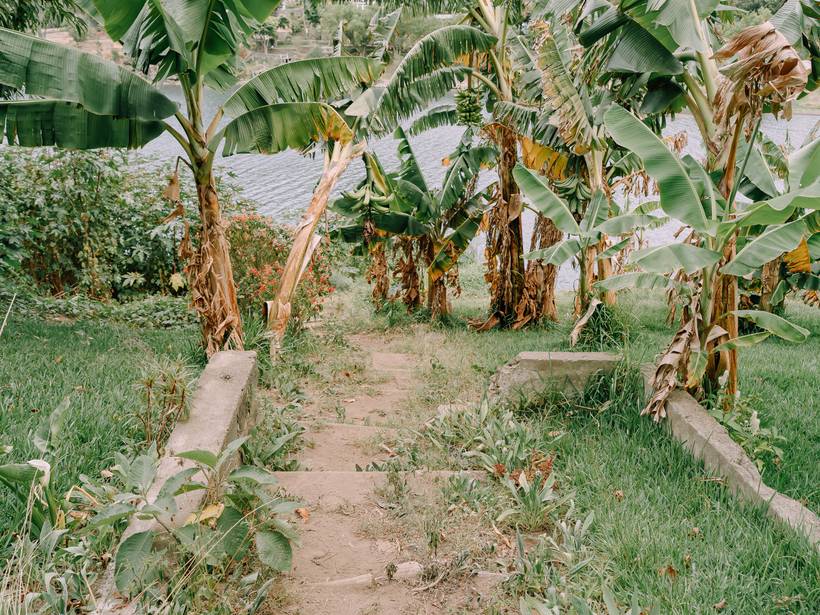 The finca's banana grove