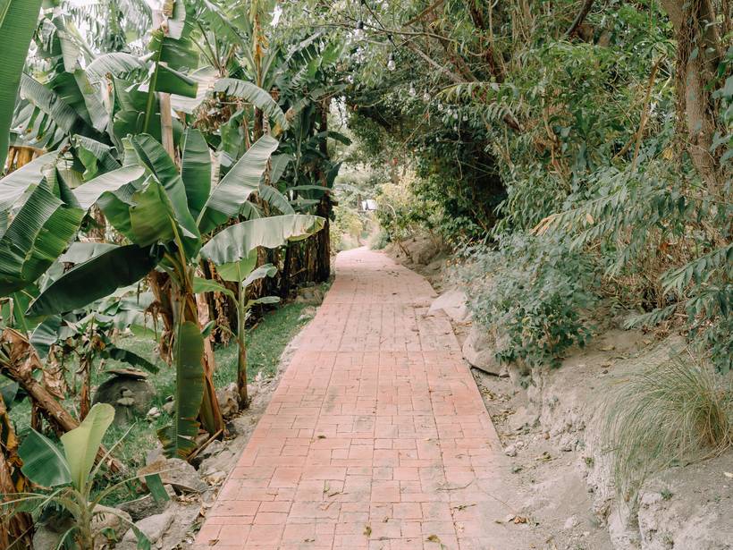 Sendero entre plátanos y árboles de la finca